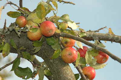 Herbst 13
